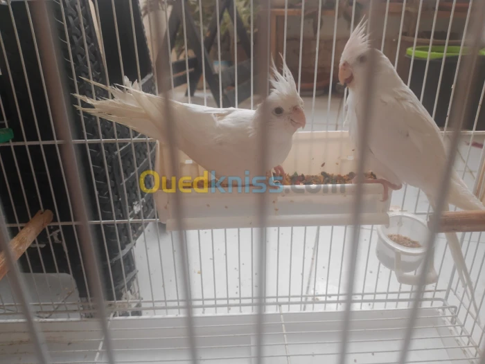 Couple calopsitte albinos