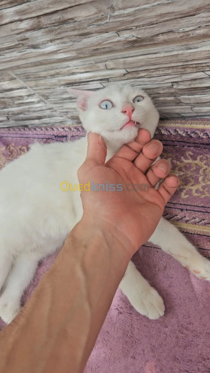 للتبني زوج قطط