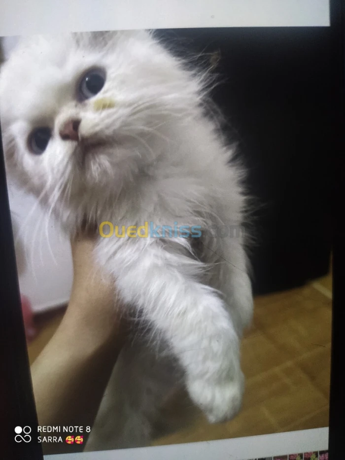 Chat persan , chat chirazi