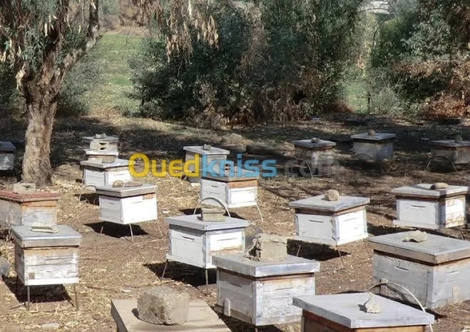 Essaims d'abeille sur 4 cadre