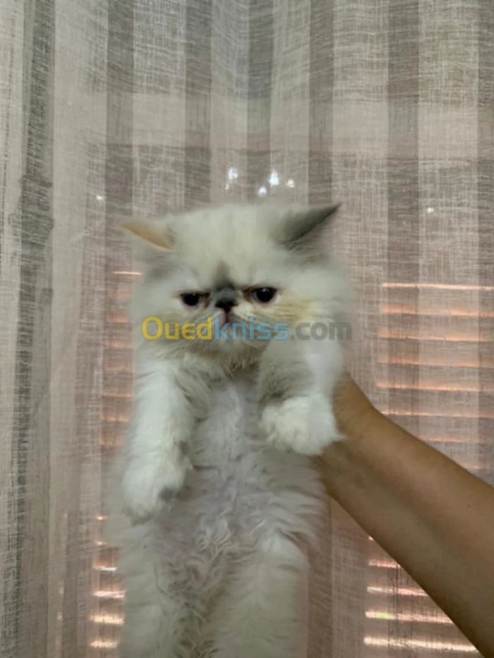 Chaton peky face