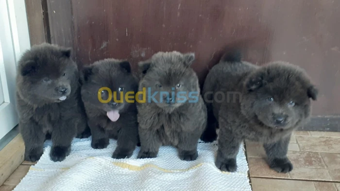 Chow-Chow bleu