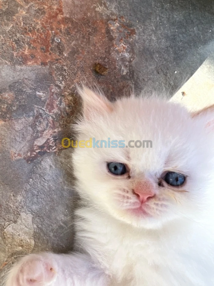 Chaton himalayens persans
