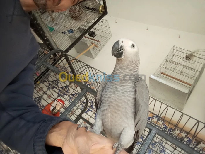 Gabouni