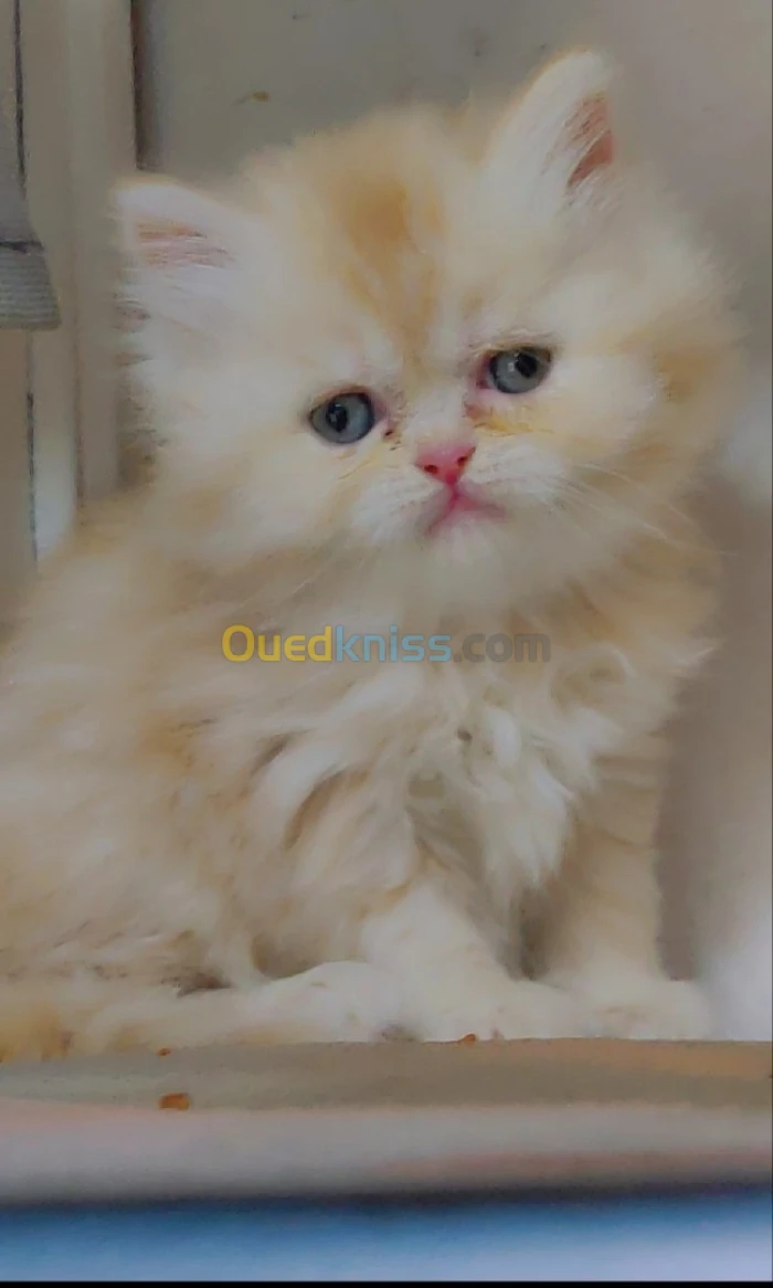 Chat persan 