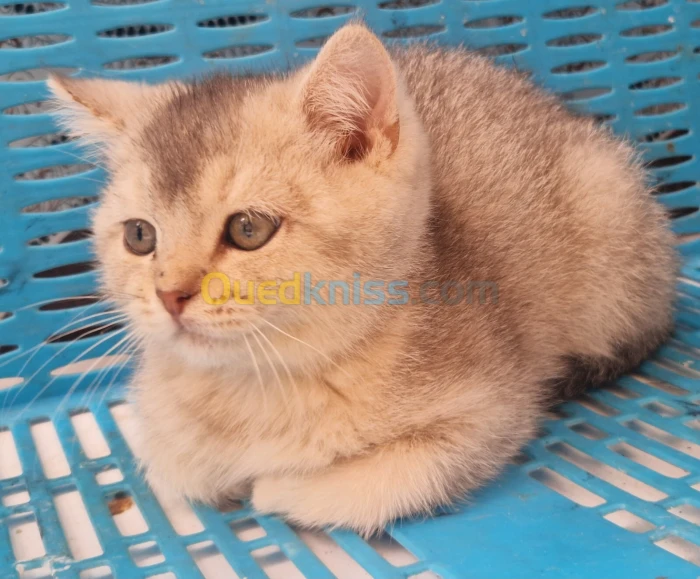 Chaton scottish fold et british pure race