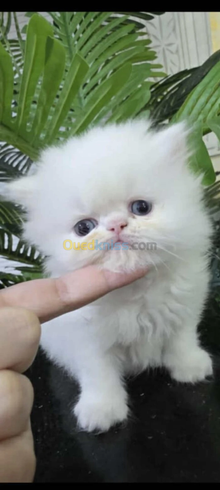 Chaton persan