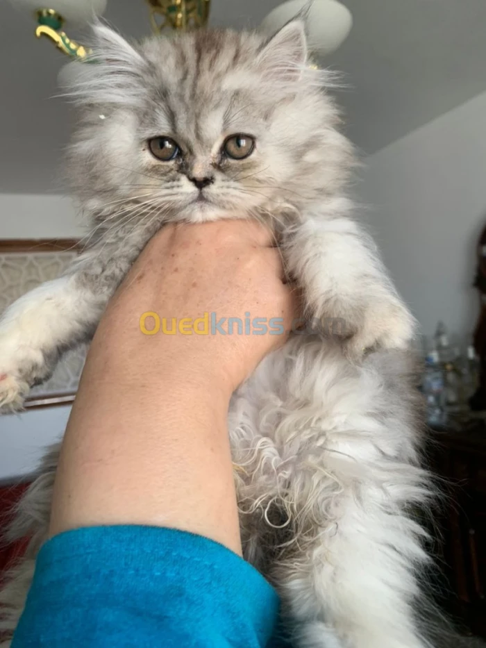 Chat persan chenchila silver schad âgé 2 mois 