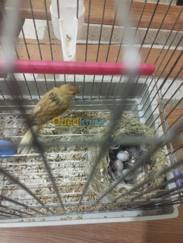 Femelle canari isabelle 7 mois