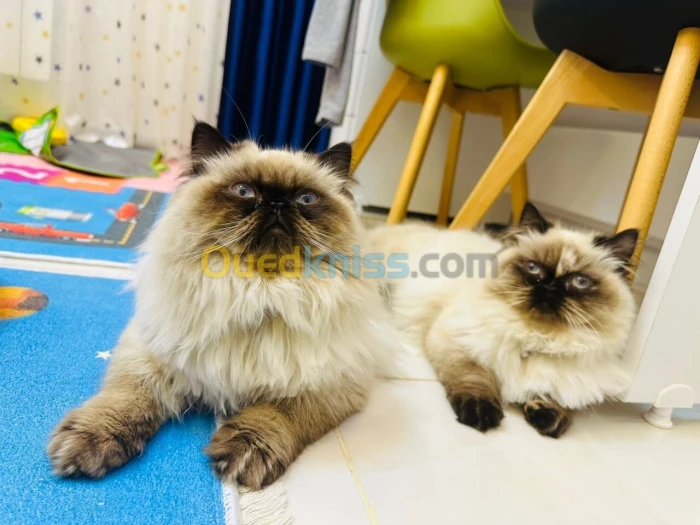 Couple persan halfpeek face