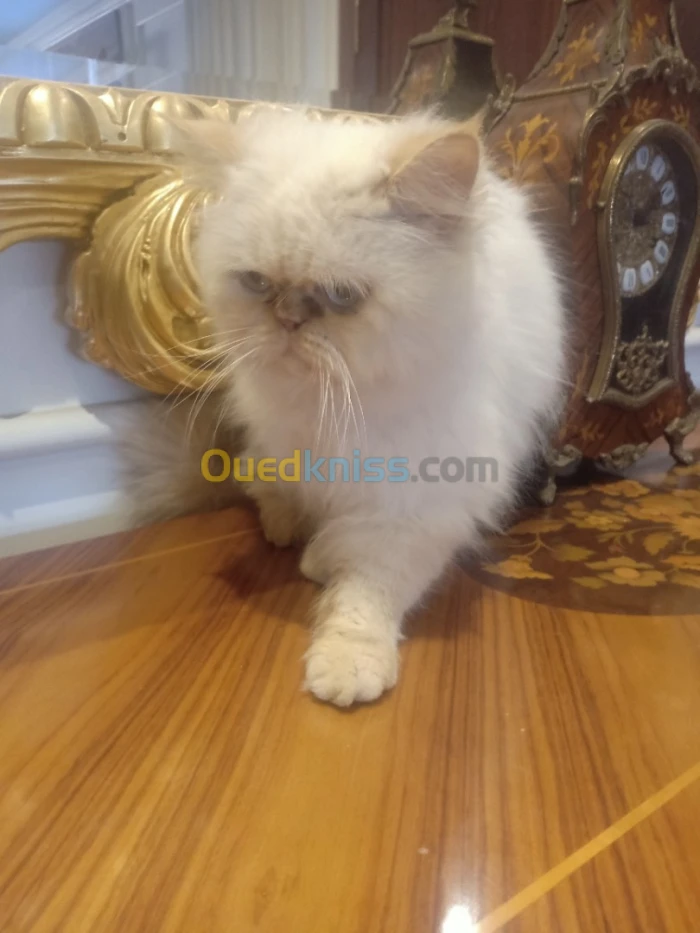 Chat persan pour Accouplement