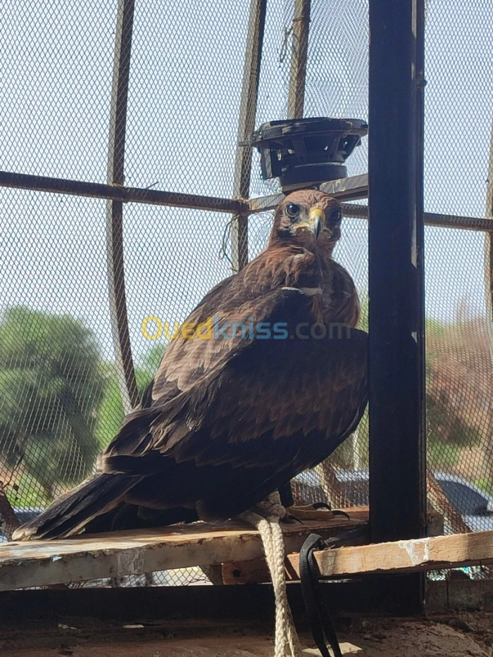 عقاب aigle