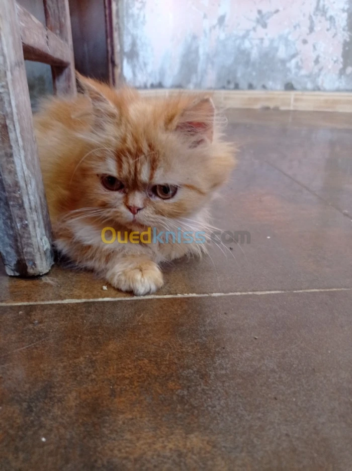 Chat