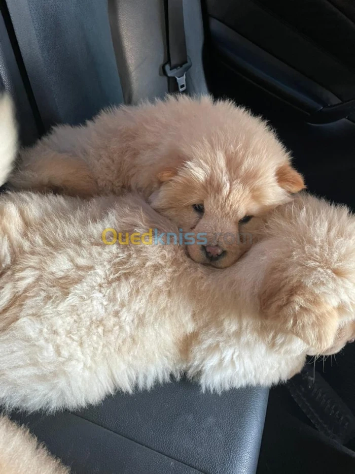 chow-chow