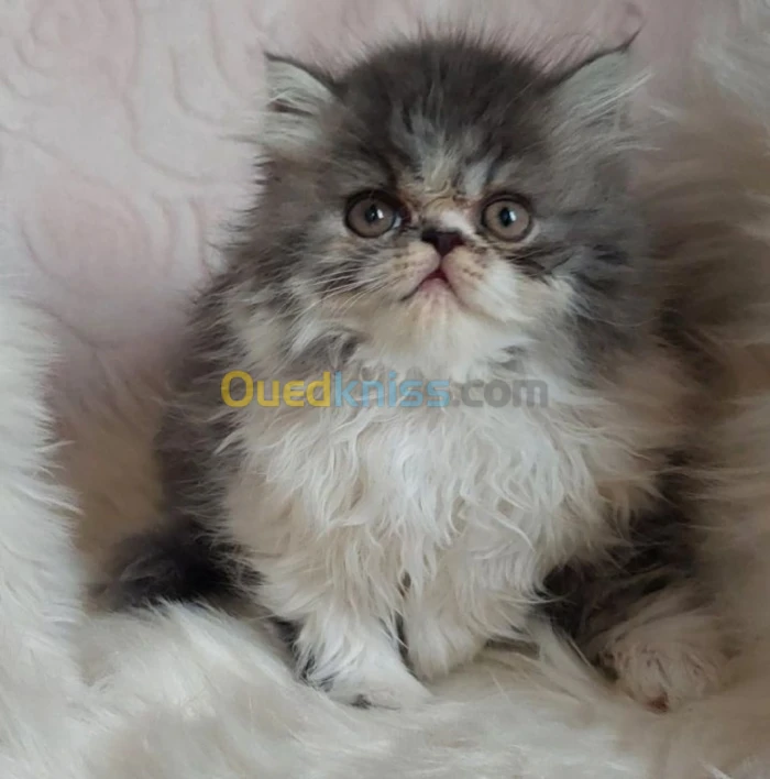 Chat persan
