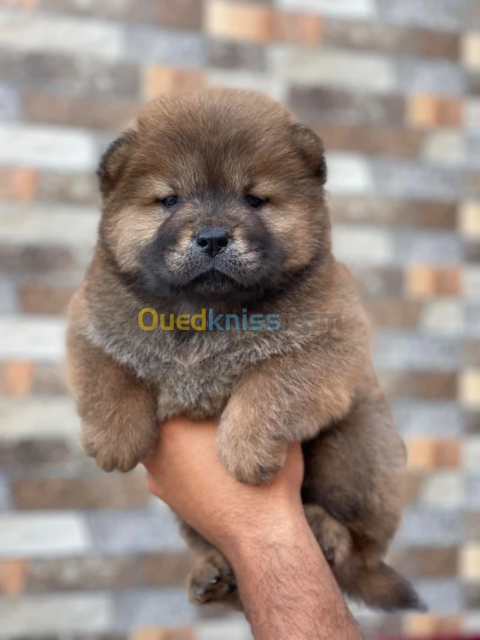 Chow chow
