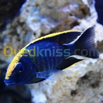 Poisson apach 