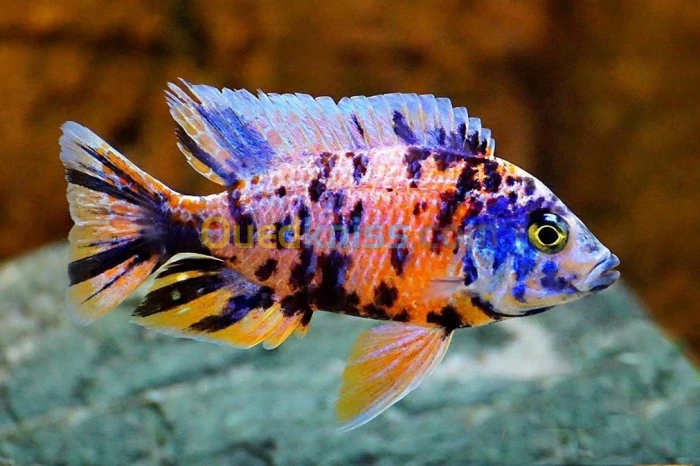 Poisson ob