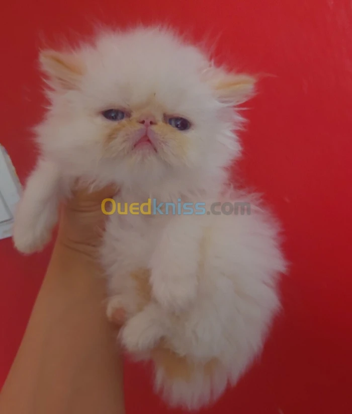 Femelle peke face 