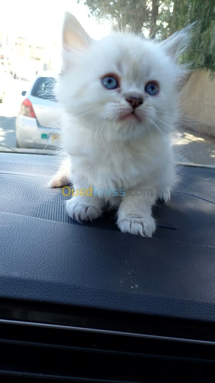Chatons de race 