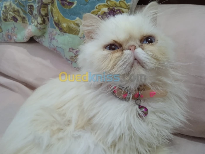 Chat Himalaya peke face
