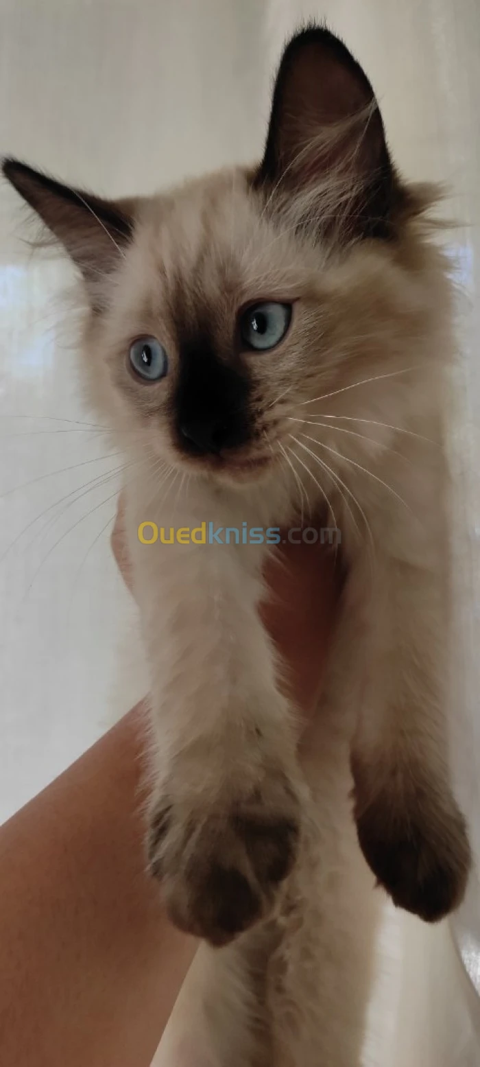 Chaton à vendre 