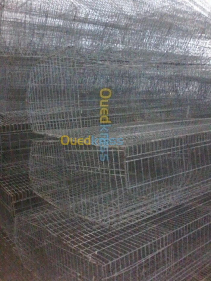 Batterie poules pondeuses بطاريةدجاج بياض