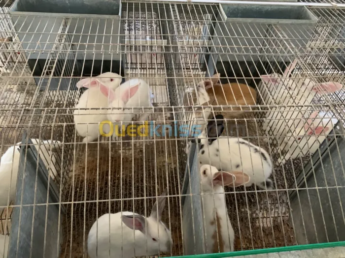 Vente de lapins vivants et de viande de lapin