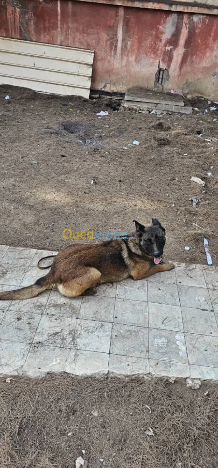 Femml malinois 