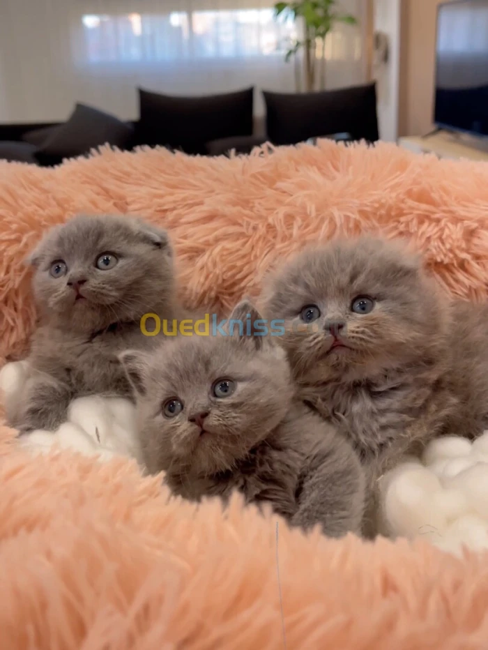 Scottish fold highland British shorthair