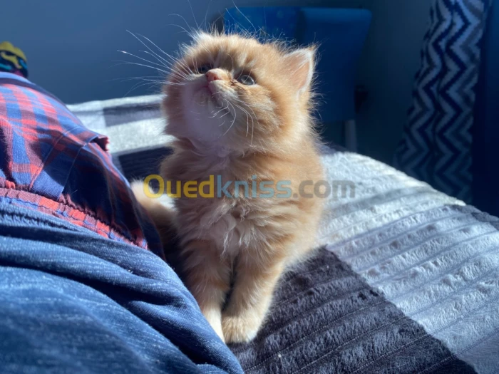 Chaton persan femelle 