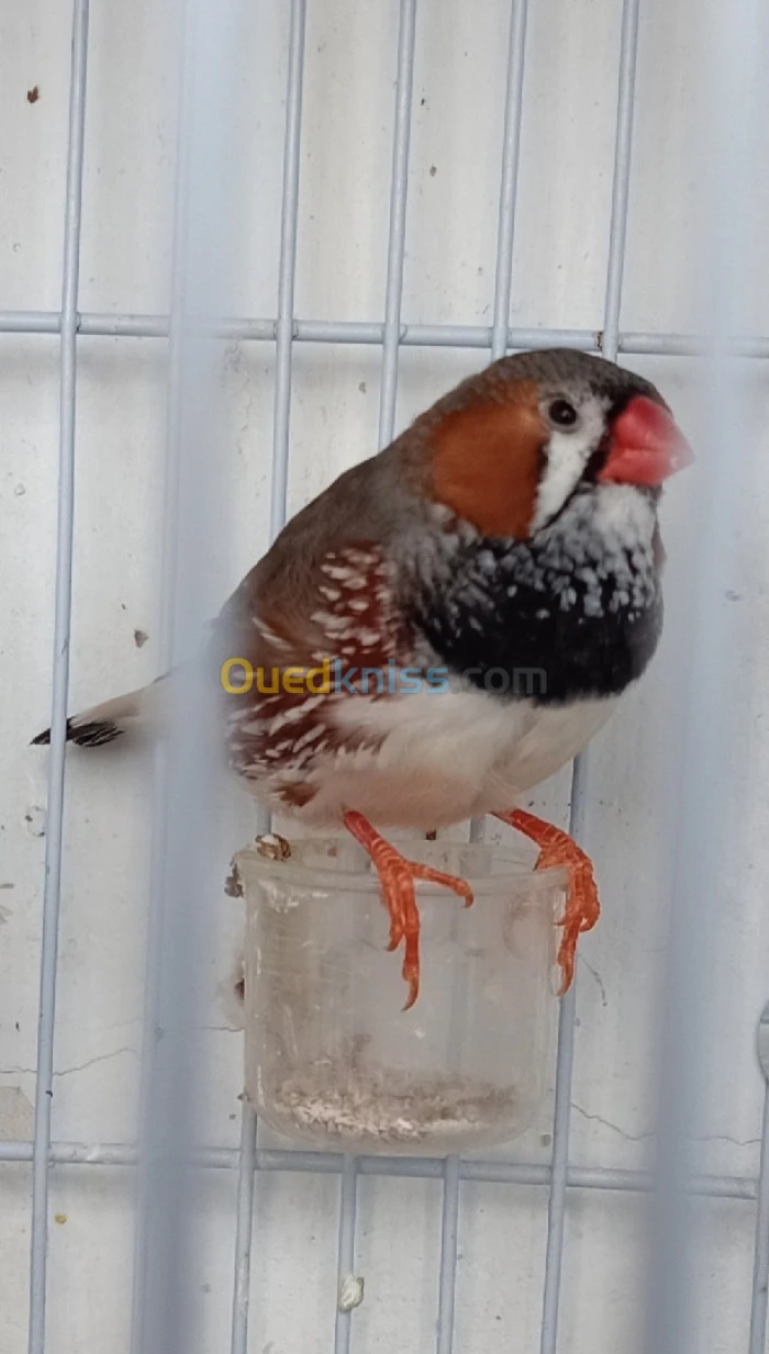 Mandarin B Brest B face