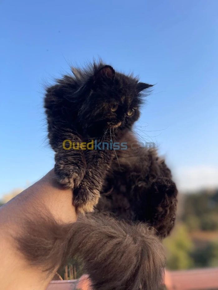 Chat persan moon face