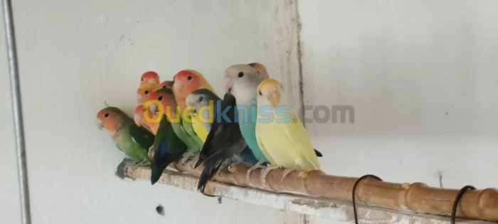 27 couple inseparables mutation