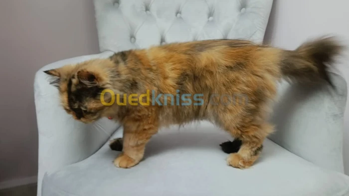 Chatte Persane Pure Race