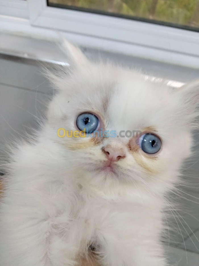 Chat persan