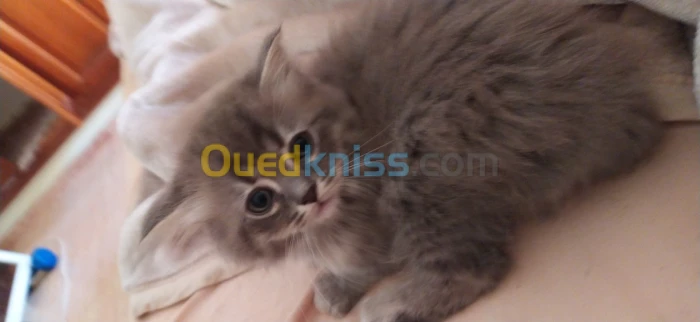 Chat