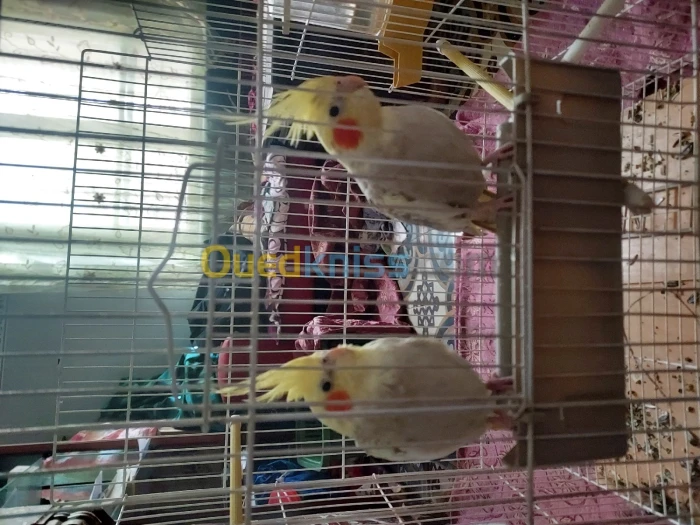 Couple calopsitte