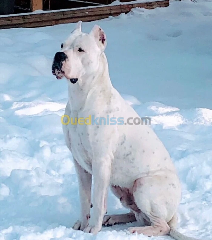 Dog argentin