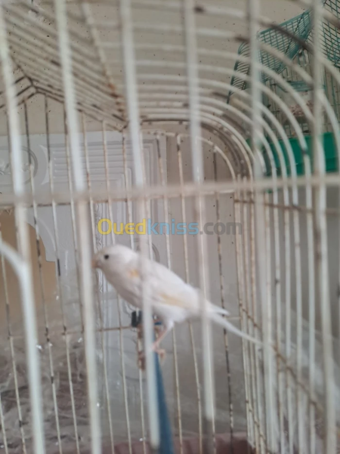 Canari blanc dominant كناري بلو دومينو