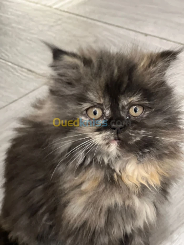 Des chats persan et himalayenne