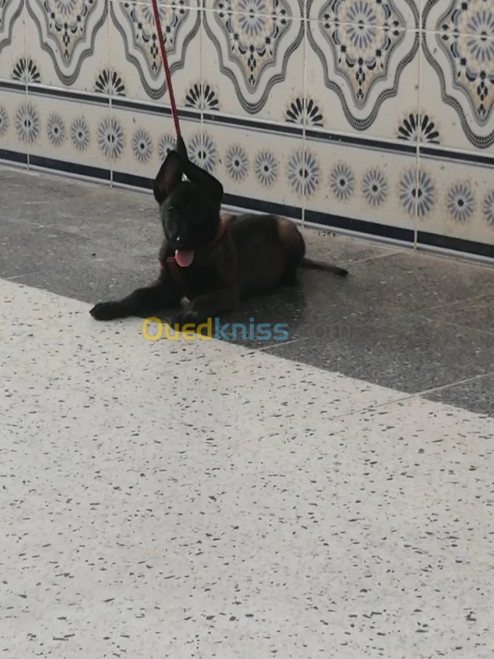 Chien malinois charbonner