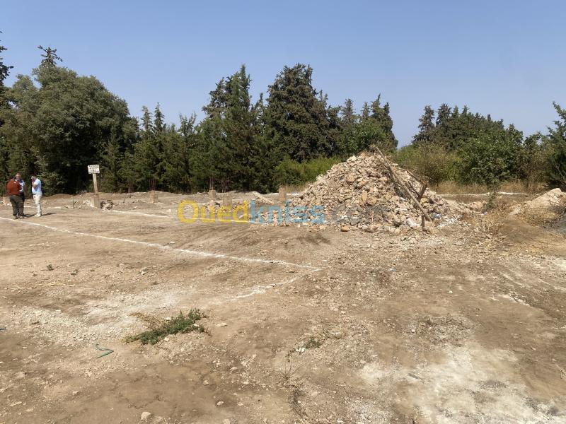 Vente Terrain Tlemcen Mansourah