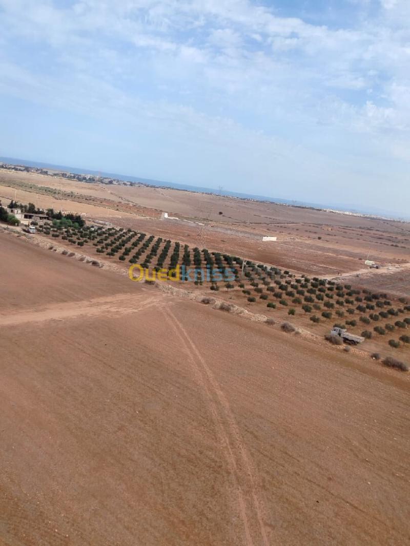 Vente Terrain Agricole Oran Marsat el hadjadj