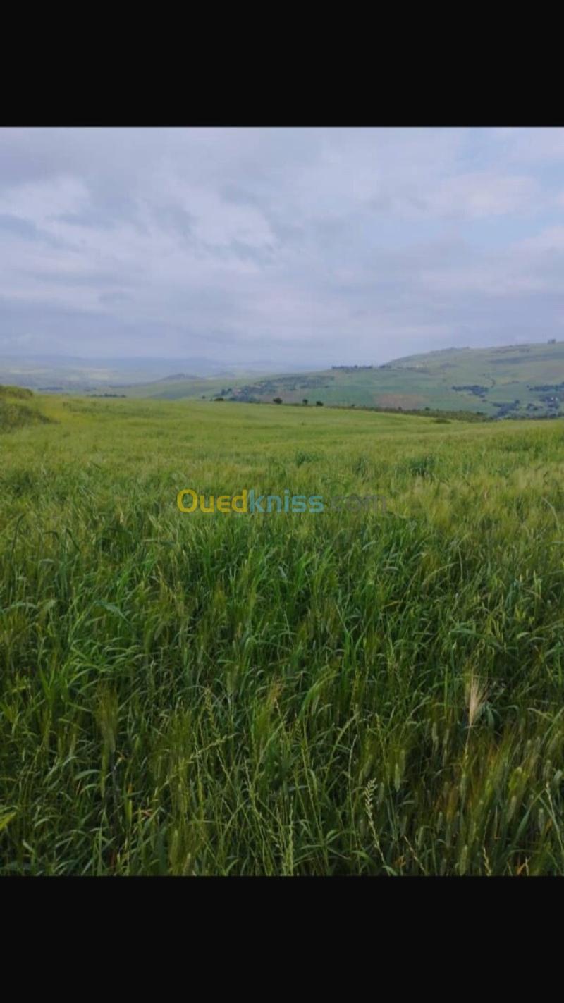 Vente Terrain Agricole Aïn Defla Djendel 7