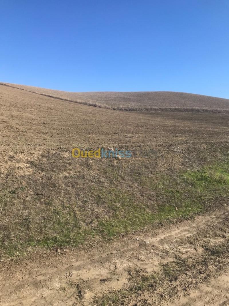 Vente Terrain Agricole Aïn Defla El hassania 4