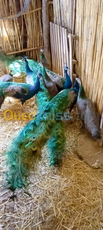 Paon طاووس أزرق وأبيض