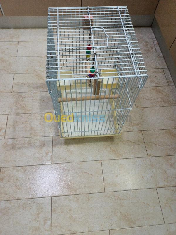  Cage Perroquet