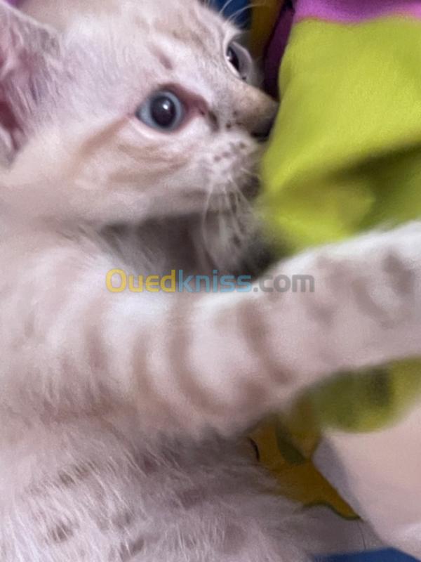 Chat Siamois Croise Ragdoll