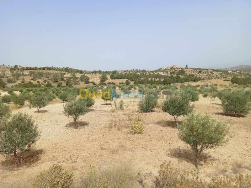 Sell Farmland Bouira Bouira - Bouira Algeria